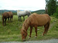 horses00009.jpg