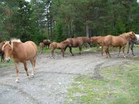 horses00011.jpg