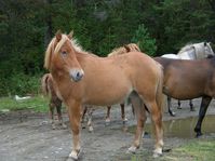 horses00012.jpg