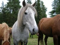 horses00016.jpg